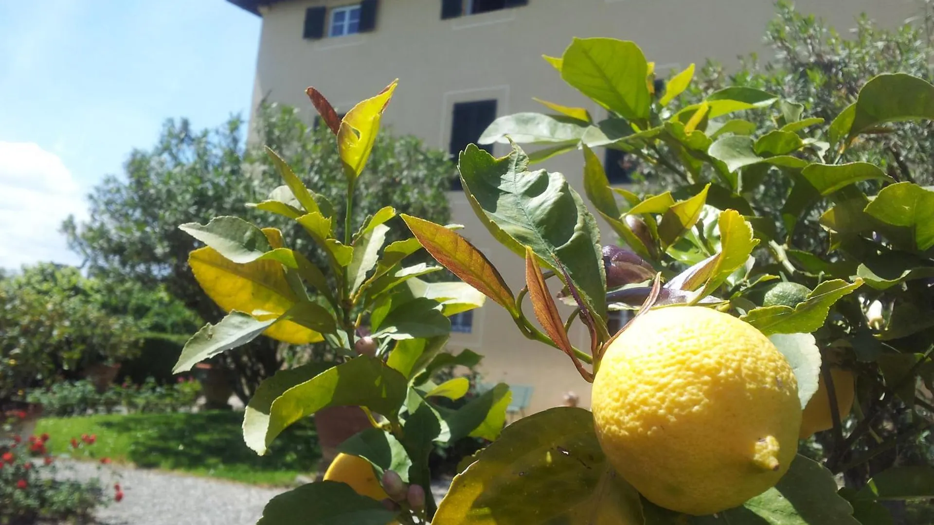 Farm stay Fattoria Gambaro Di Petrognano Villa Collodi Italy