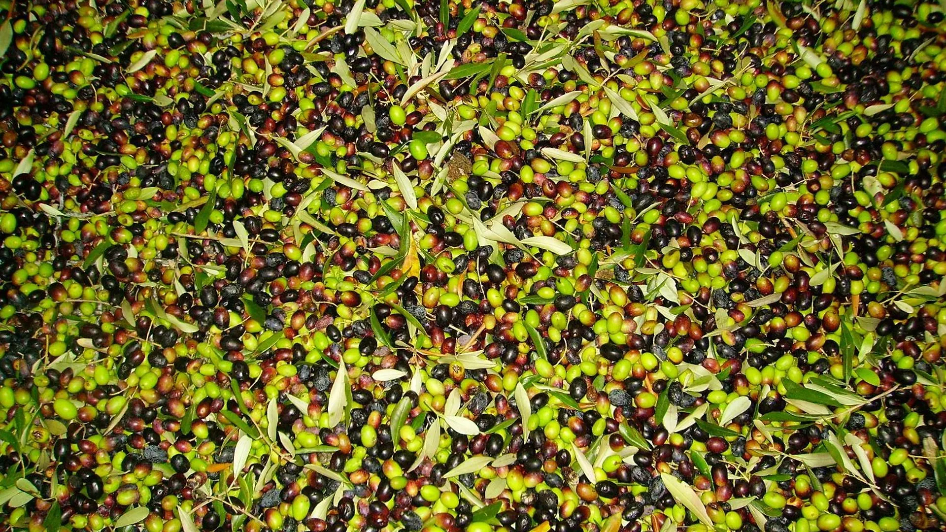 Farm stay Fattoria Gambaro Di Petrognano Villa Collodi