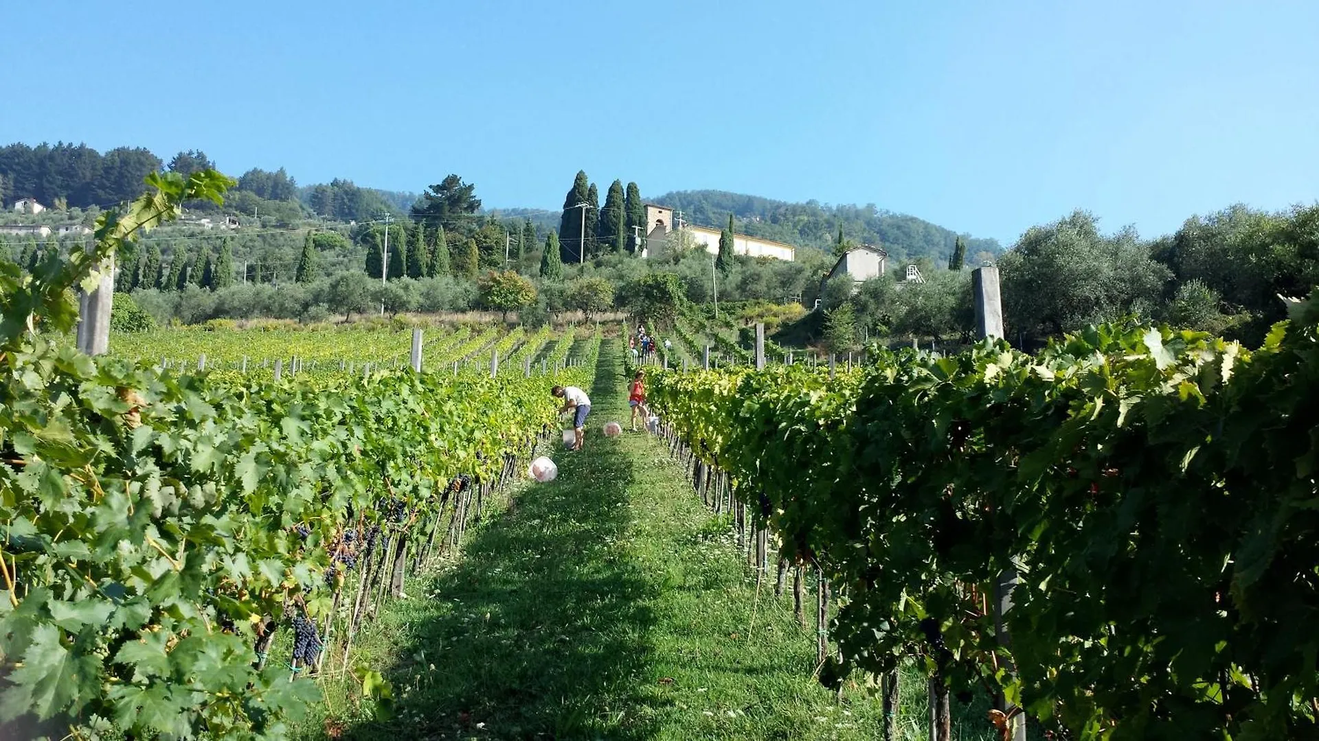 Farm stay Fattoria Gambaro Di Petrognano Villa Collodi Italy