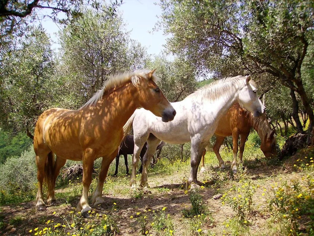 Fattoria Gambaro Di Petrognano Villa Collodi